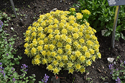 First Blush Spurge (Euphorbia polychroma 'First Blush') at Lakeshore Garden Centres