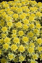 First Blush Spurge (Euphorbia polychroma 'First Blush') at Lakeshore Garden Centres