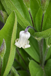 Freemont's Leather Flower (Clematis fremontii) at Lakeshore Garden Centres
