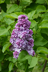 Katherine Havemeyer Lilac (Syringa vulgaris 'Katherine Havemeyer') at Lakeshore Garden Centres
