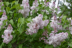Macrostachya Lilac (Syringa vulgaris 'Macrostachya') at Lakeshore Garden Centres