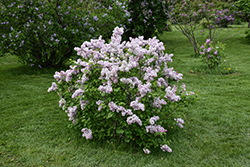 Macrostachya Lilac (Syringa vulgaris 'Macrostachya') at Lakeshore Garden Centres