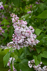 Montaigne Lilac (Syringa vulgaris 'Montaigne') at Lakeshore Garden Centres