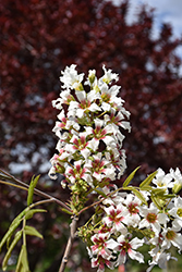 Yellowhorn (Xanthoceras sorbifolium) at Lakeshore Garden Centres