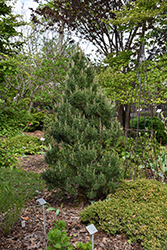 Big Tuna Mugo Pine (Pinus mugo 'Big Tuna') at Lakeshore Garden Centres