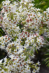 Yellowhorn (Xanthoceras sorbifolium) at Lakeshore Garden Centres