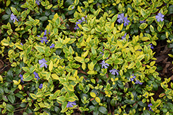 Illumination Periwinkle (Vinca minor 'Illumination') at Lakeshore Garden Centres