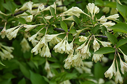 Canary Weigela (Weigela subsessilis 'Canary') at Lakeshore Garden Centres