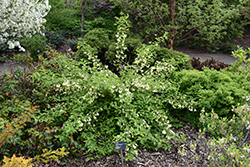 Canary Weigela (Weigela subsessilis 'Canary') at Lakeshore Garden Centres