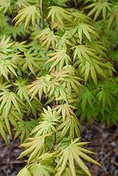 Mr. Sun Dwarf Full Moon Maple (Acer shirasawanum 'Mr. Sun') at Lakeshore Garden Centres