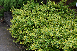 E.T. Gold Wintercreeper (Euonymus fortunei 'E.T. Gold') at Lakeshore Garden Centres