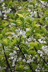 Wedding Bells Carolina Silverbell (Halesia tetraptera 'Wedding Bells') at Lakeshore Garden Centres