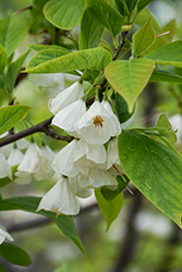Wedding Bells Carolina Silverbell (Halesia tetraptera 'Wedding Bells') at Lakeshore Garden Centres