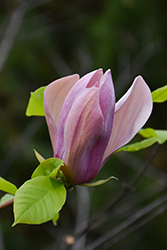Eva Maria Magnolia (Magnolia 'Eva Maria') at Lakeshore Garden Centres