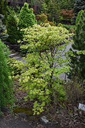 Ogurayama Full Moon Japanese Maple (Acer sieboldianum 'Ogurayama') at Lakeshore Garden Centres