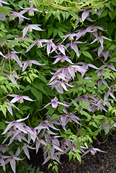 Willy Clematis (Clematis alpina 'Willy') at Lakeshore Garden Centres