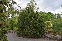 Gallica Mugo Pine (Pinus mugo 'Gallica') at Lakeshore Garden Centres