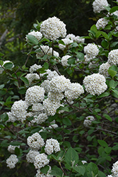 Diana Koreanspice Viburnum (Viburnum carlesii 'Diana') at Lakeshore Garden Centres