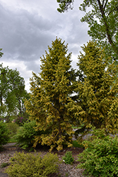 Aurea Magnifica Norway Spruce (Picea abies 'Aurea Magnifica') at Lakeshore Garden Centres