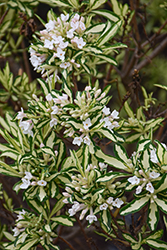 Moonlight Sonata Daphne (Daphne x burkwoodii 'Moonlight Sonata') at Lakeshore Garden Centres