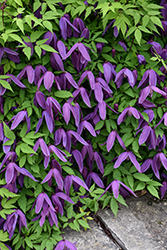 Alpine Clematis (Clematis alpina) at Lakeshore Garden Centres