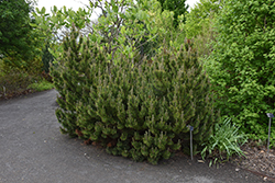 Upright Golden Mugo Pine (Pinus mugo 'Aurea Fastigiata') at Lakeshore Garden Centres