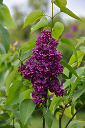 Burgundy Queen Lilac (Syringa vulgaris 'Burgundy Queen') at Lakeshore Garden Centres