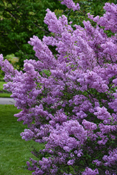 Lilac Sunday Lilac (Syringa x chinensis 'Lilac Sunday') at Lakeshore Garden Centres