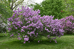 Lilac Sunday Lilac (Syringa x chinensis 'Lilac Sunday') at Lakeshore Garden Centres
