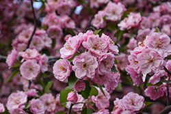 Brandywine Flowering Crab (Malus 'Brandywine') at Lakeshore Garden Centres