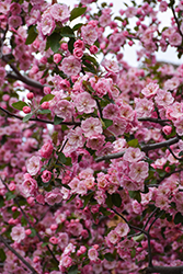 Brandywine Flowering Crab (Malus 'Brandywine') at Lakeshore Garden Centres