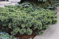 Blue Dwarf Japanese Stone Pine (Pinus pumila 'Blue Dwarf') at Lakeshore Garden Centres