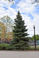 Baby Blue Eyes Spruce (Picea pungens 'Baby Blue Eyes') at Lakeshore Garden Centres