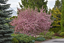 Brandywine Flowering Crab (Malus 'Brandywine') at Lakeshore Garden Centres