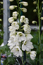 Guardian White Larkspur (Delphinium 'Guardian White') at Lakeshore Garden Centres