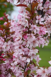 Royal Raindrops Flowering Crab (Malus 'JFS-KW5') at Lakeshore Garden Centres