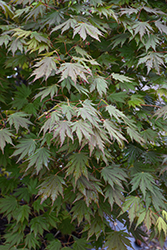 Northern Glow Maple (Acer 'Hasselkus') at Lakeshore Garden Centres