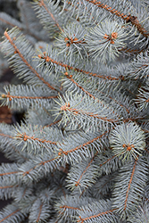Blue Diamond Blue Spruce (Picea pungens 'Blue Diamond') at Lakeshore Garden Centres