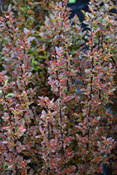 Sweet Cherry Tea Ninebark (Physocarpus opulifolius 'ZLEBic5') at Lakeshore Garden Centres