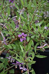 Firecracker Goji Berry (Lycium barbarum 'Firecracker') at Lakeshore Garden Centres