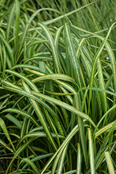 El Dorado Feather Reed Grass (Calamagrostis x acutiflora 'El Dorado') at Lakeshore Garden Centres