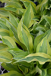 Yellow Polka Dot Bikini Hosta (Hosta 'Yellow Polka Dot Bikini') at Lakeshore Garden Centres