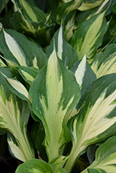 Christmas Candy Hosta (Hosta 'Christmas Candy') at Lakeshore Garden Centres