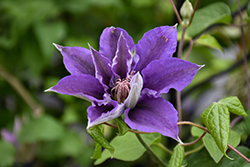 Bijou Clematis (Clematis 'Bijou') at Lakeshore Garden Centres