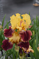 Ziggy Iris (Iris 'Ziggy') at Lakeshore Garden Centres