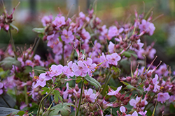 Ingerwesen's Variety Cranesbill (Geranium macrorrhizum 'Ingerwesen's Variety') at Lakeshore Garden Centres