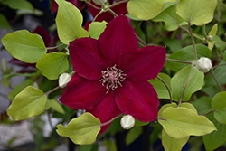 Jie Clematis (Clematis 'Evipo084') at Lakeshore Garden Centres