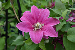 Boulevard Acropolis Clematis (Clematis 'Evipo078') at Lakeshore Garden Centres