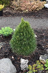 Green Penguin Scotch Pine (Pinus sylvestris 'Green Penguin') at Lakeshore Garden Centres