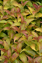 Firefly Diervilla (Diervilla 'Bokofire') at Lakeshore Garden Centres